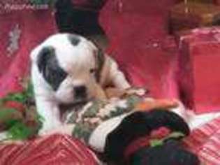 Olde English Bulldogge Puppy for sale in Rochester, NY, USA
