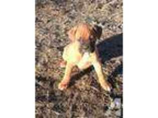 Boxer Puppy for sale in LAVINA, MT, USA