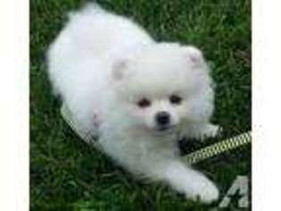 Pomeranian Puppy for sale in BOYDS, MD, USA