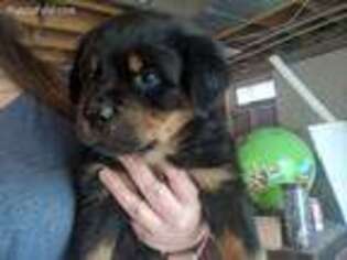 Rottweiler Puppy for sale in Shelbyville, MI, USA