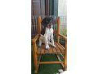 German Shorthaired Pointer Puppy for sale in Jackson, CA, USA