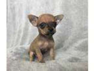 Chihuahua Puppy for sale in Ludowici, GA, USA
