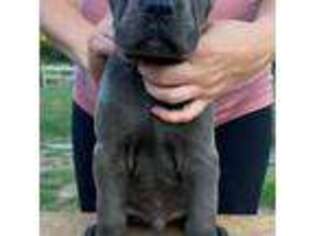 Cane Corso Puppy for sale in Grand Rapids, MI, USA