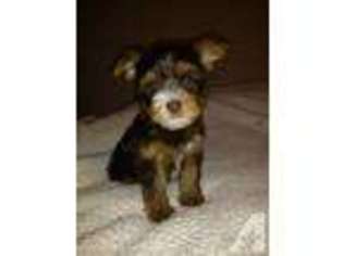 Yorkshire Terrier Puppy for sale in SAN ANTONIO, TX, USA