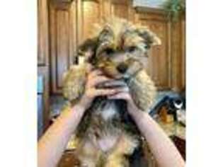 Yorkshire Terrier Puppy for sale in Mount Dora, FL, USA