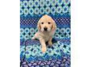 Golden Retriever Puppy for sale in Odessa, MO, USA