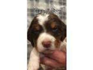 Brittany Puppy for sale in Riceville, IA, USA