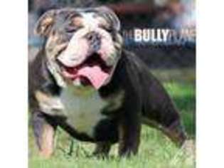 Bulldog Puppy for sale in EL MONTE, CA, USA