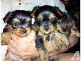 Yorkshire Terrier Puppy for sale in CLINTON, TN, USA