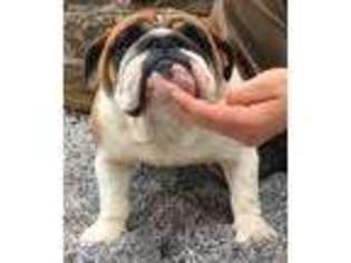 Bulldog Puppy for sale in Louisville, KY, USA