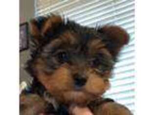 Yorkshire Terrier Puppy for sale in East Wenatchee, WA, USA