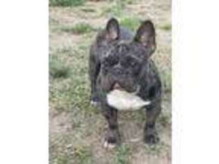 French Bulldog Puppy for sale in Pawtucket, RI, USA