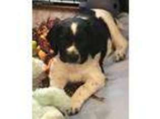 English Springer Spaniel Puppy for sale in Florissant, CO, USA