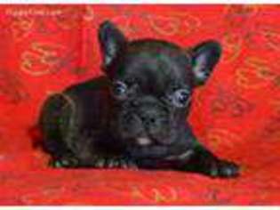 French Bulldog Puppy for sale in Hagerstown, IN, USA