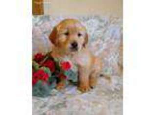 Golden Retriever Puppy for sale in Penn Yan, NY, USA