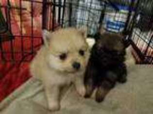 Pomeranian Puppy for sale in Plover, WI, USA