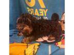Dachshund Puppy for sale in Newark, DE, USA