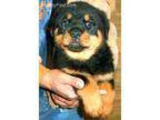 Rottweiler Puppy for sale in Lyle, WA, USA