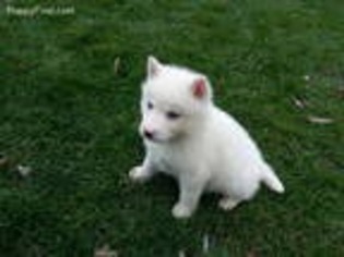 Siberian Husky Puppy for sale in Harlan, IN, USA
