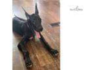 Great Dane Puppy for sale in Houston, TX, USA