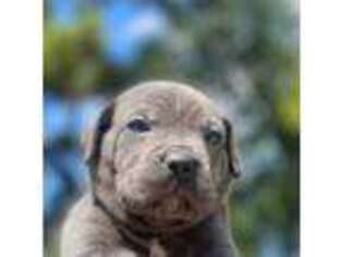 Cane Corso Puppy for sale in Beaumont, TX, USA