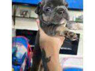 French Bulldog Puppy for sale in Holbrook, NY, USA