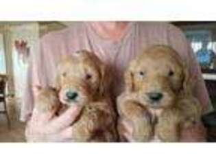 Goldendoodle Puppy for sale in Delta, CO, USA