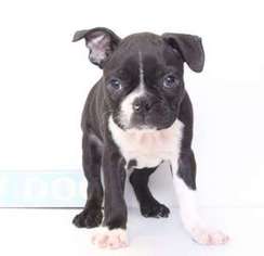 Boston Terrier Puppy for sale in Ashburn, VA, USA