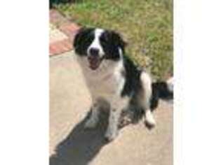 Border Collie Puppy for sale in Hope Mills, NC, USA