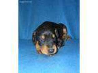 Doberman Pinscher Puppy for sale in Solon, ME, USA