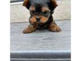 Yorkshire Terrier Puppy for sale in Vancouver, WA, USA