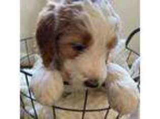 Mutt Puppy for sale in Cedarville, OH, USA