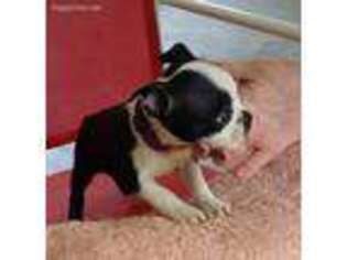 Boston Terrier Puppy for sale in Camden, SC, USA