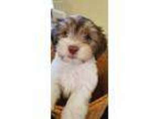Havanese Puppy for sale in Charlotte, NC, USA