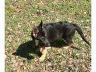 German Shepherd Dog Puppy for sale in LEONARD, TX, USA