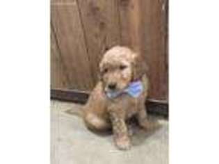 Goldendoodle Puppy for sale in Bernard, IA, USA