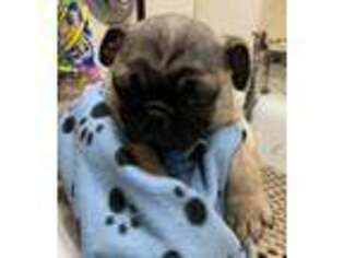 Pug Puppy for sale in Dickson, TN, USA