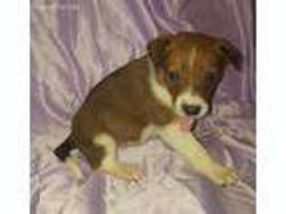 Border Collie Puppy for sale in Lewistown, PA, USA