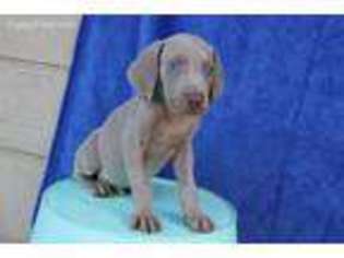 Weimaraner Puppy for sale in Millersburg, OH, USA