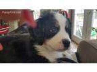 Bernese Mountain Dog Puppy for sale in Muncie, IN, USA