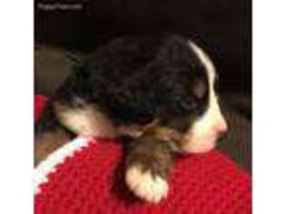 Bernese Mountain Dog Puppy for sale in Liberty, TN, USA