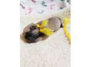Pug Puppy for sale in Deer Trail, CO, USA