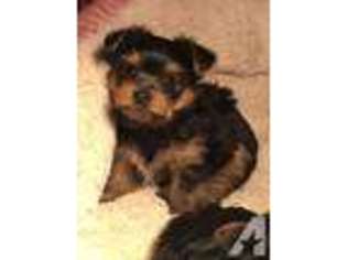 Yorkshire Terrier Puppy for sale in HOWARD, KS, USA