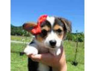 Pembroke Welsh Corgi Puppy for sale in Roseburg, OR, USA