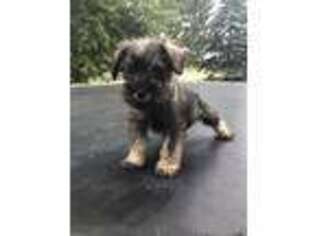 Mutt Puppy for sale in Park Rapids, MN, USA