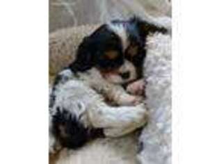 Cavalier King Charles Spaniel Puppy for sale in Grantsville, MD, USA