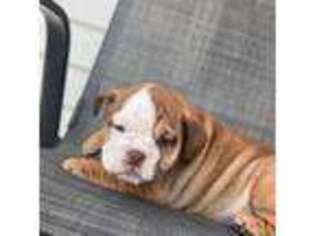 Bulldog Puppy for sale in Joplin, MO, USA