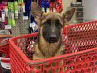 German Shepherd Dog Puppy for sale in Nashville, TN, USA