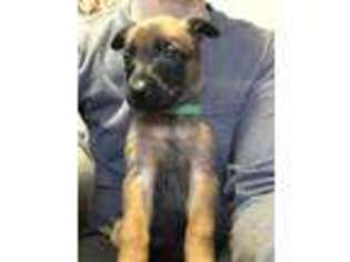 Belgian Malinois Puppy for sale in Canton, GA, USA