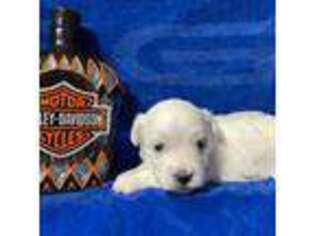Coton de Tulear Puppy for sale in Lees Summit, MO, USA